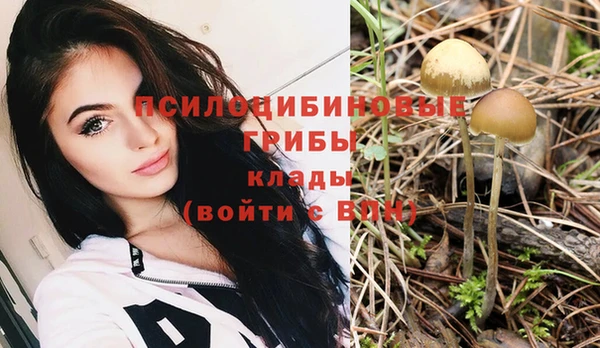 ПСИЛОЦИБИНОВЫЕ ГРИБЫ Новозыбков